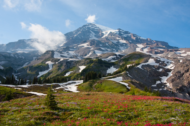 Wildflowers And Mount Rainier